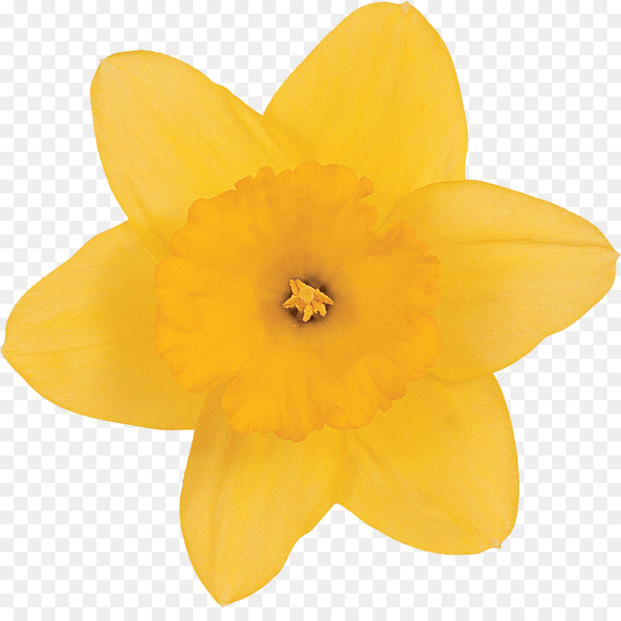 Нарцисс，цветок PNG