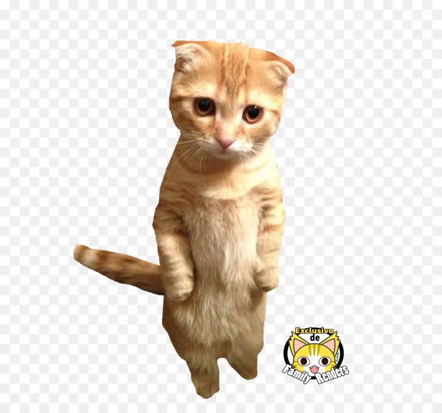 Стоящий кот，кот PNG