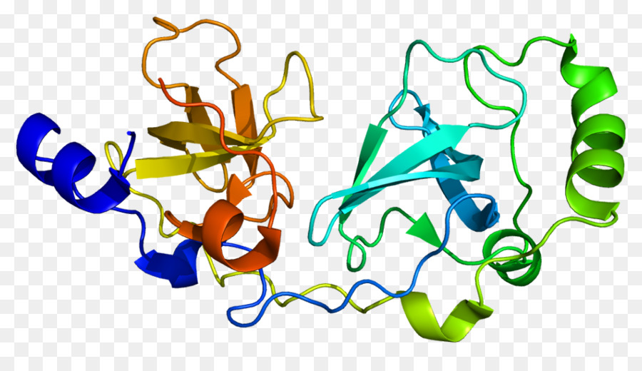 Структура белка，молекула PNG