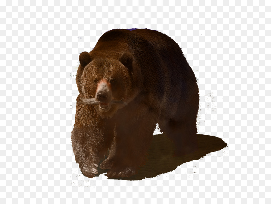 гризли，медведь PNG