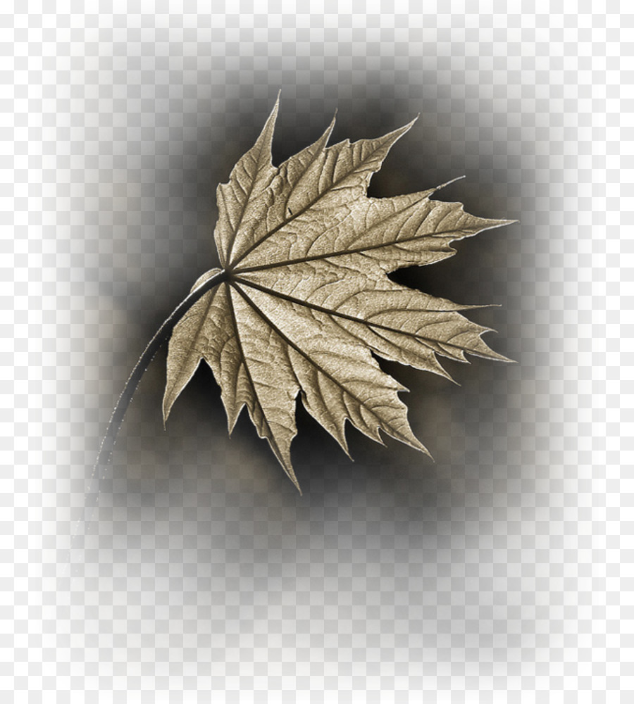 кленовый лист，лист PNG