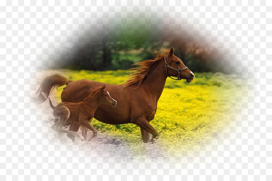 жеребенок，арабская лошадь PNG