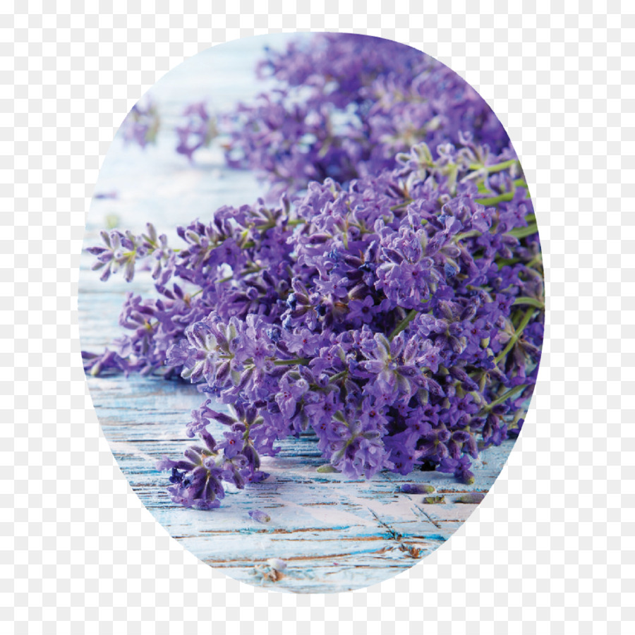 English Lavender，Edible Flower PNG