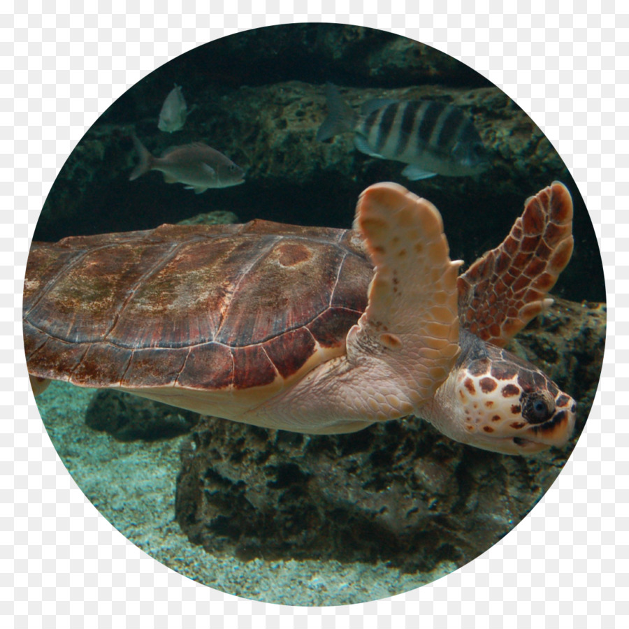 Loggerhead Sea Turtle，аквариум Хихона PNG