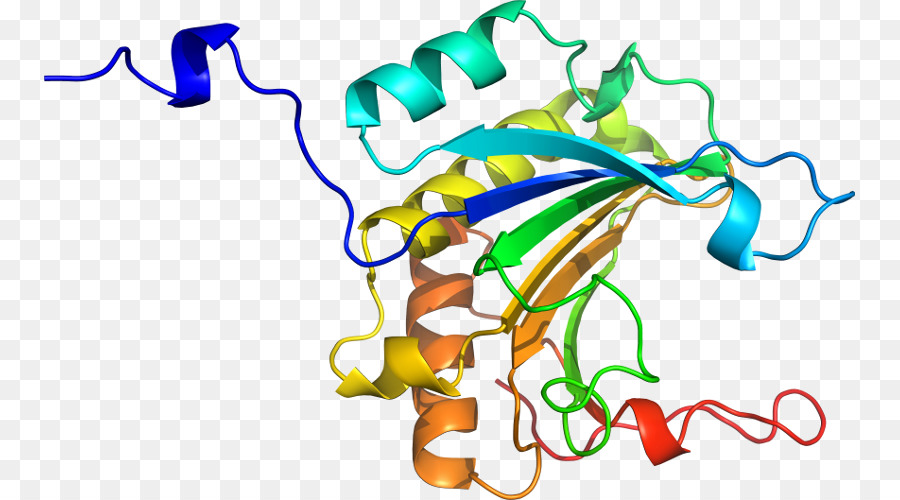 Структура белка，Биология PNG