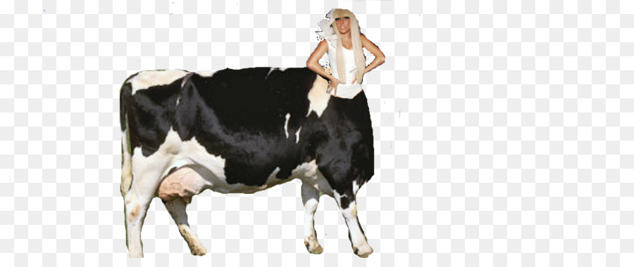 молочный скот，таурин крупного рогатого скота PNG