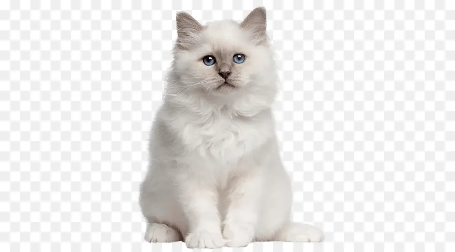 котенок，кот PNG