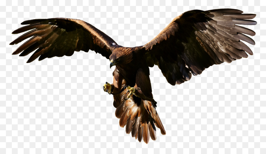 Орел，хищная птица PNG