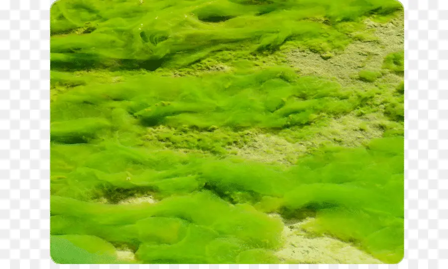 Зеленые водоросли，вода PNG