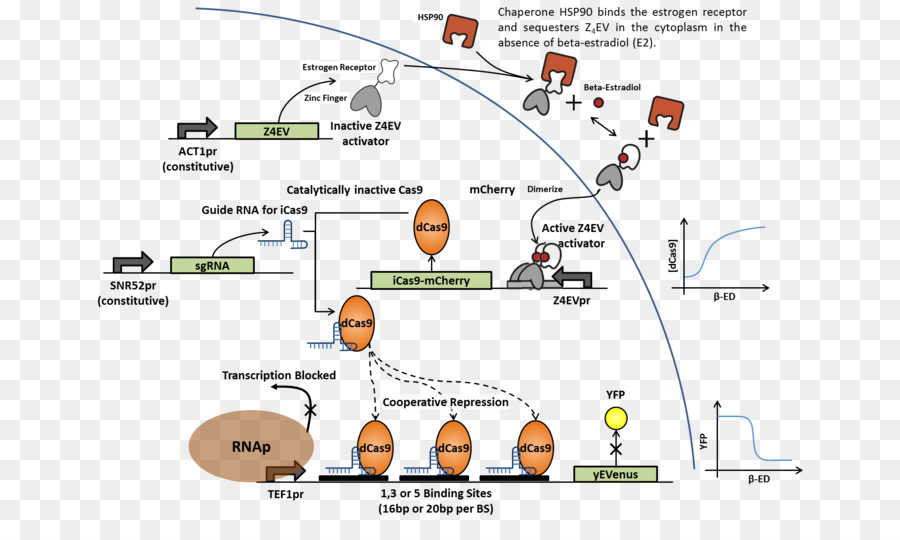 трифосфаты，Cas9 в PNG