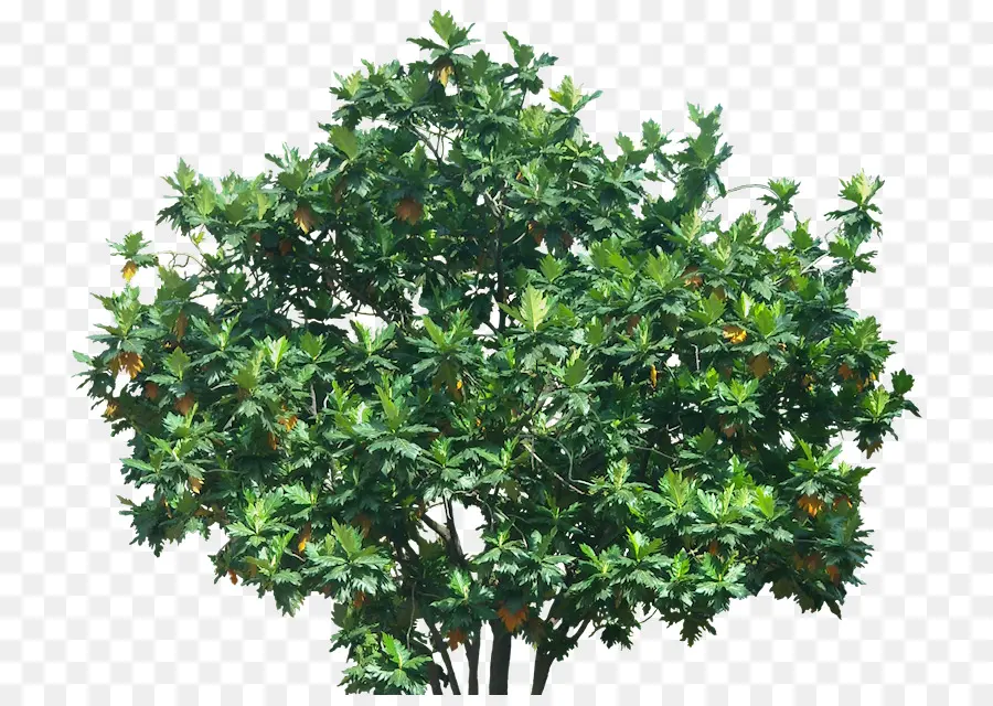 дерево，эвергрин PNG