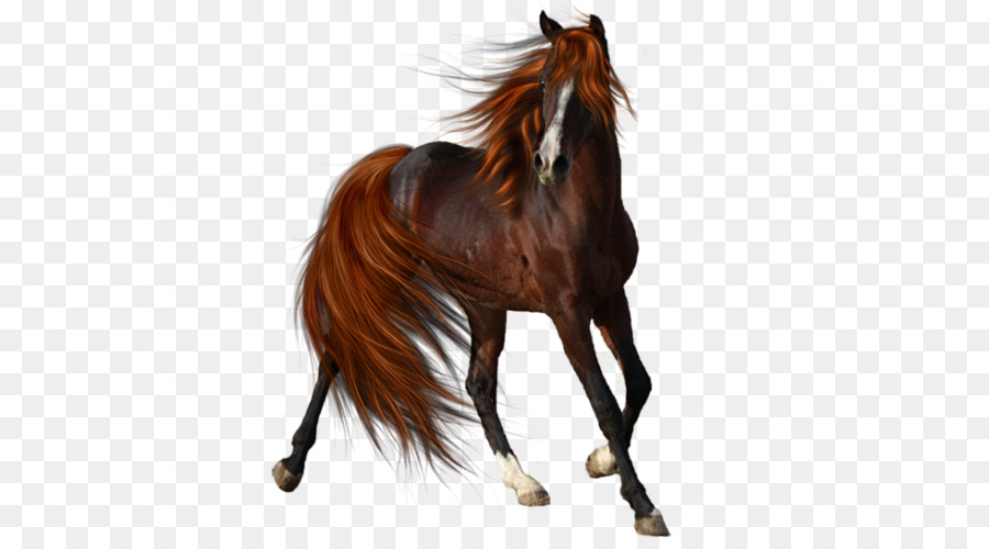 Tshirt，Horse PNG