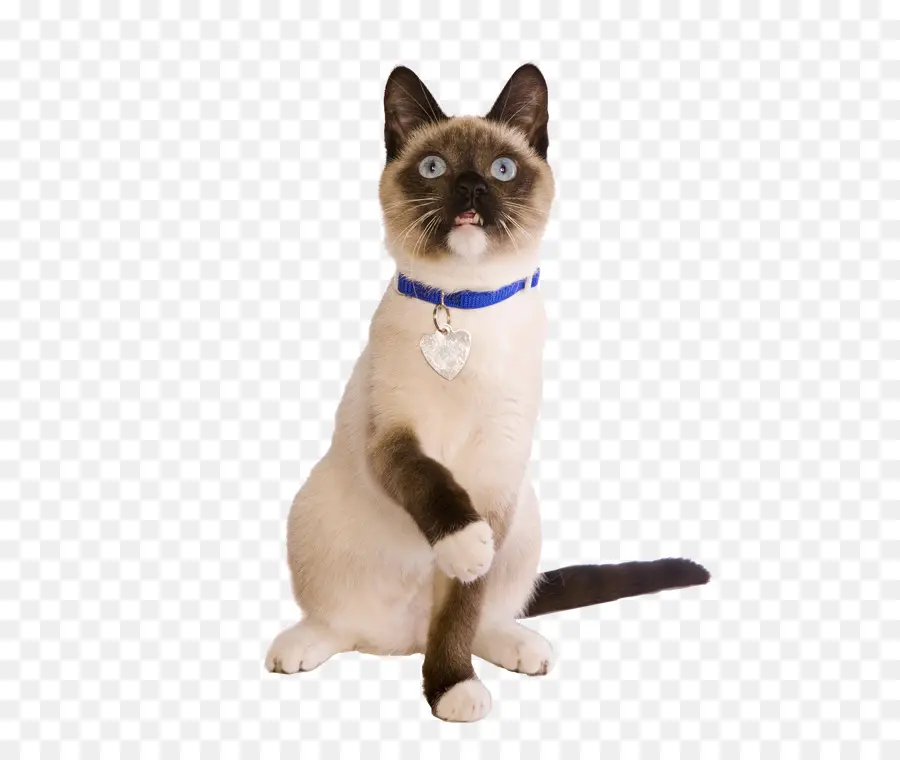 сиамская кошка，тайская кошка PNG