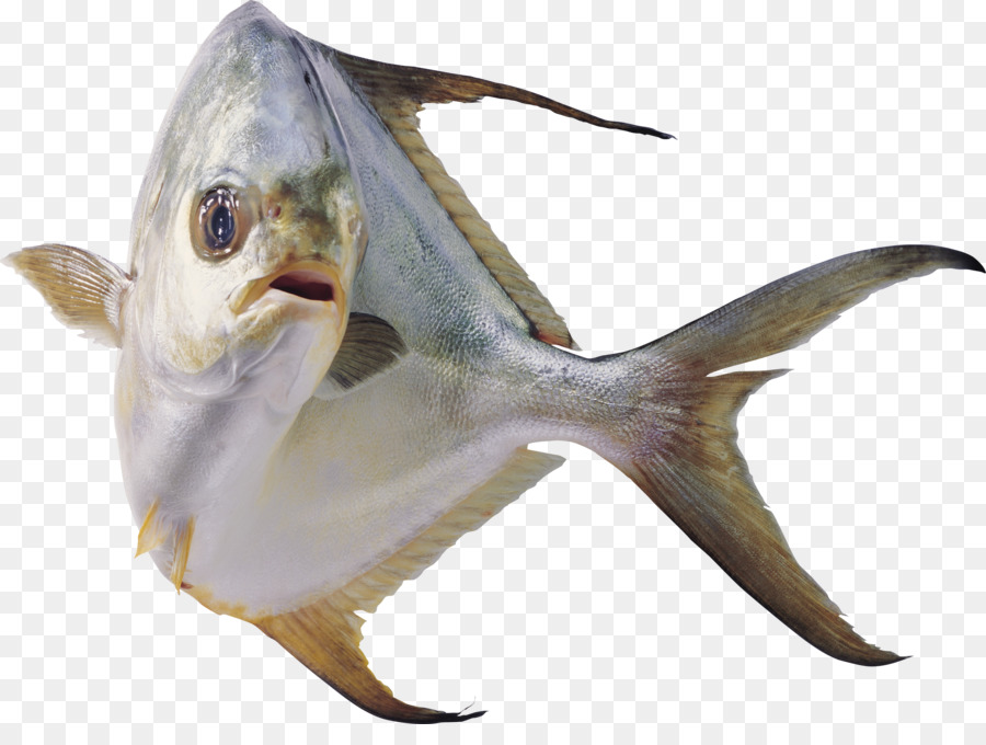 рыбы，информация PNG