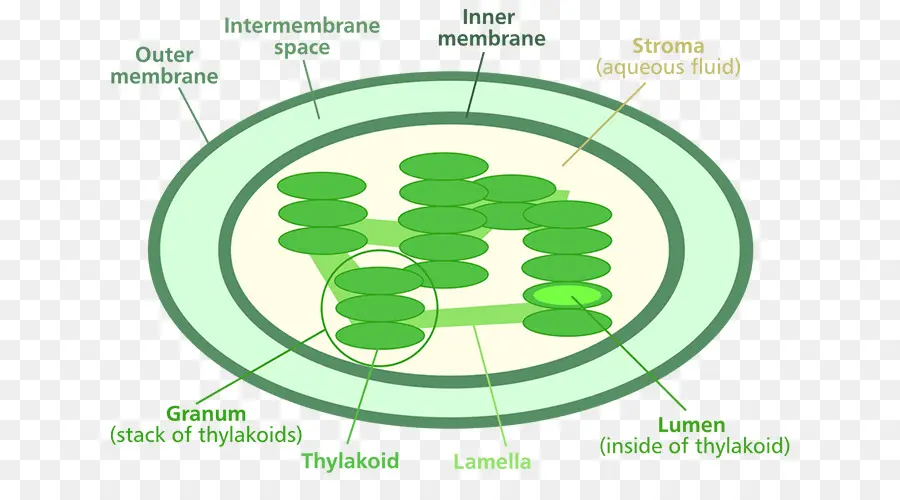 Схема хлоропластов，Тилакоид PNG