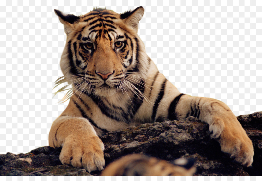 кошачьих，бенгальский тигр PNG