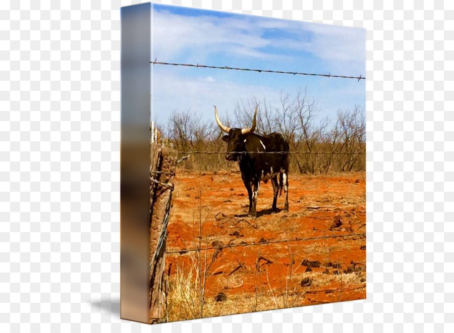 крупный рогатый скот，пейзаж PNG