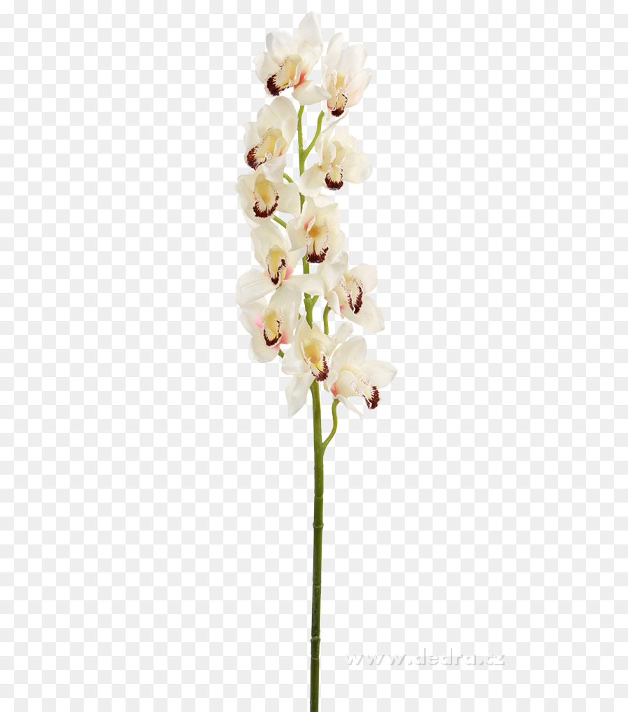 мотылек орхидеи，срезанные цветы PNG