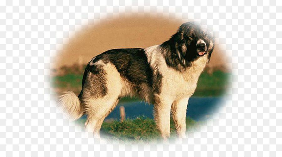 собака породы，тибетский спаниель PNG