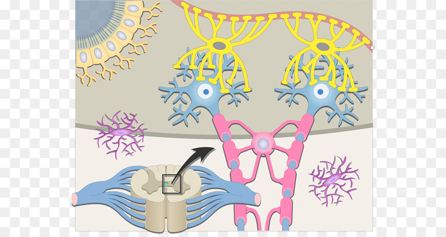 Нейроны，Мозг PNG