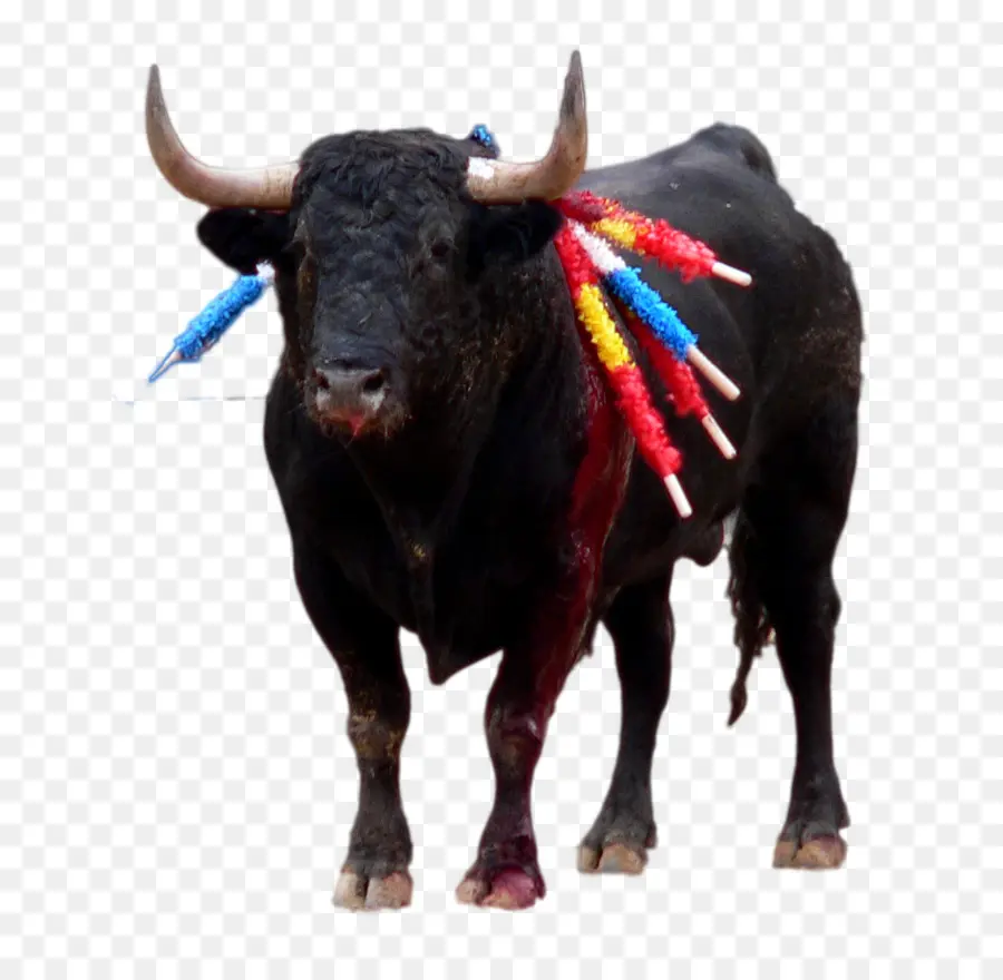 испанский боевой бык，бык PNG