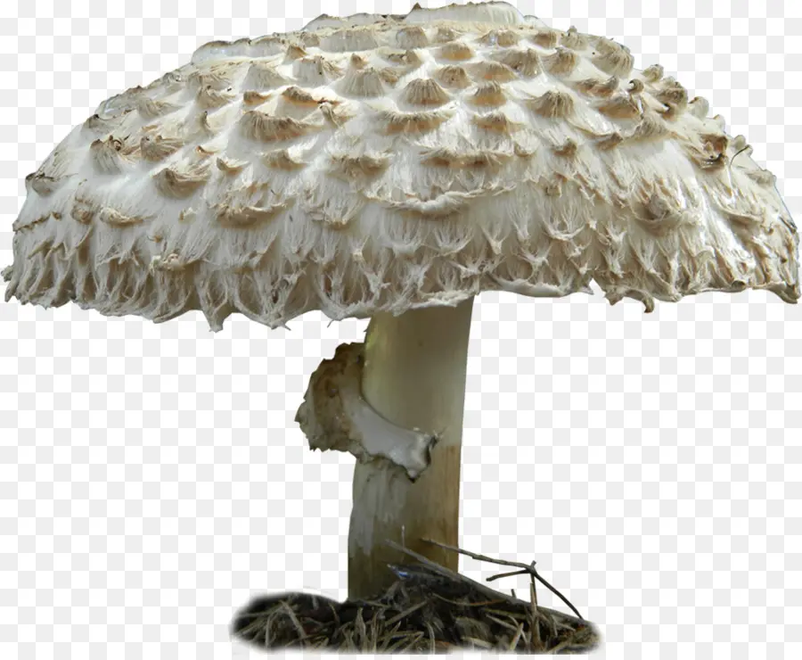 съедобный гриб，гриб PNG