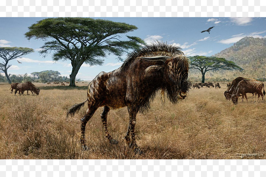 Hadrosaurid，Rusingoryx PNG