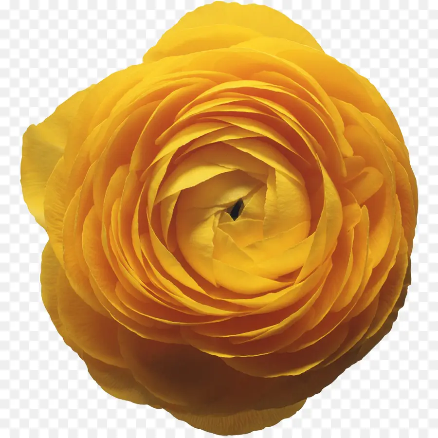 сад роз，персидский Лютик PNG