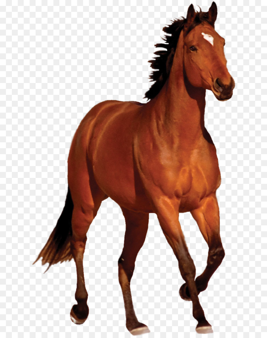 арабская лошадь，Мустанг PNG