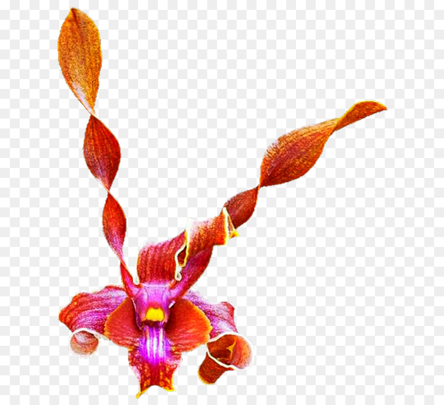 мотылек орхидеи，стебель растения PNG