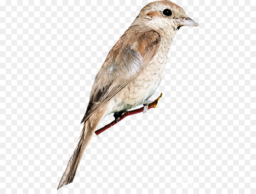 домовый Воробей，птица PNG