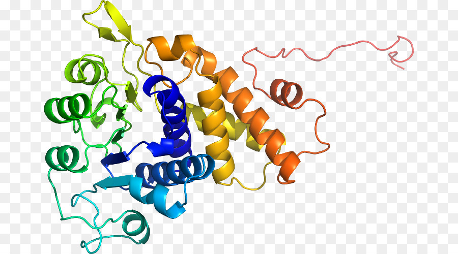 структура белка，молекула PNG