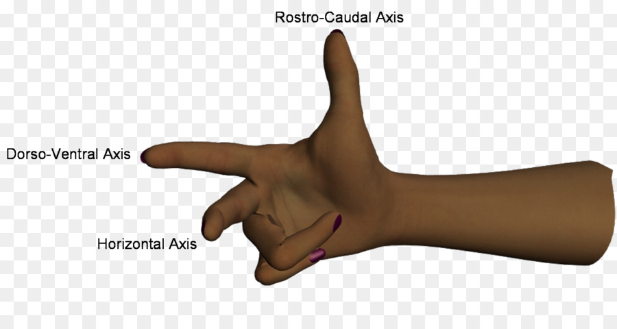большой палец，человеческое тело PNG
