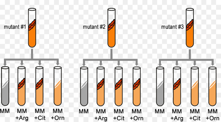 Пробирки，Мутант PNG