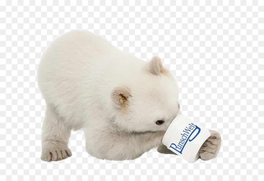 белый медведь，щенок PNG