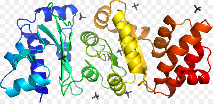 Структура белка，молекула PNG