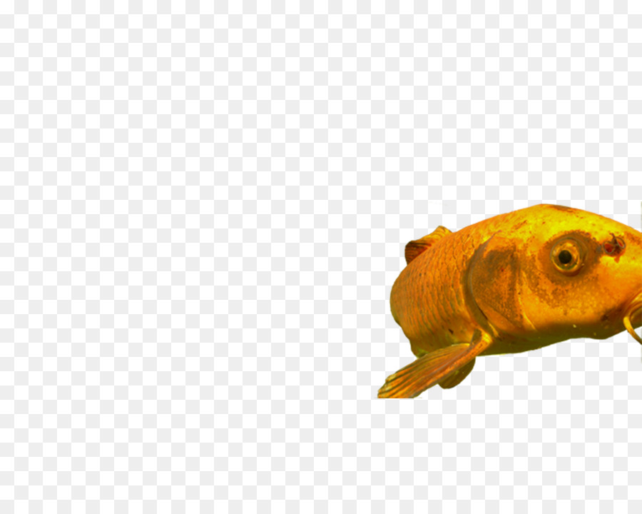 Золотая рыбка，фидер рыб PNG