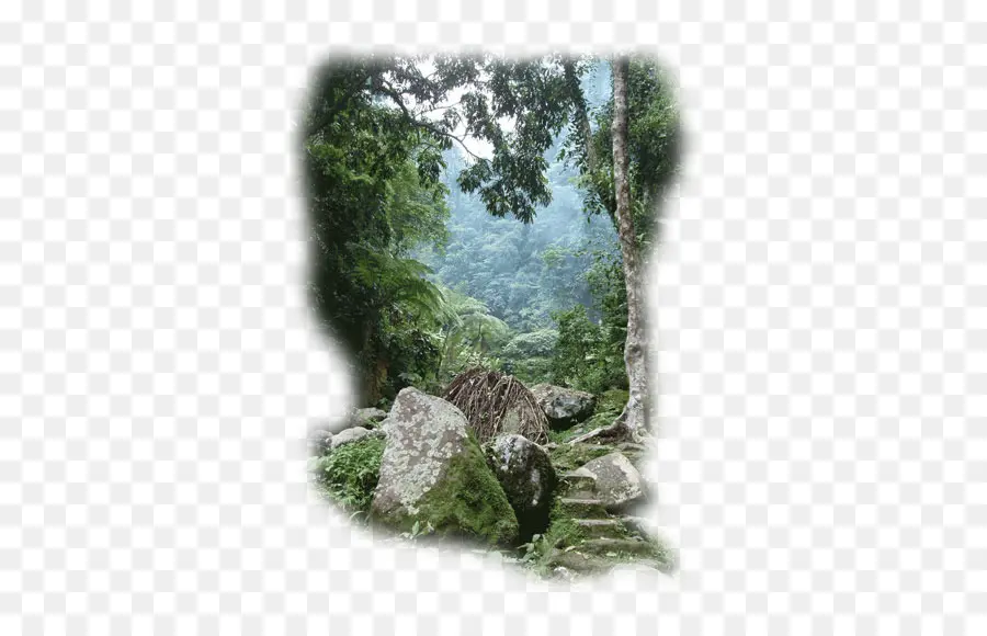 Филиппины，тропический лес PNG