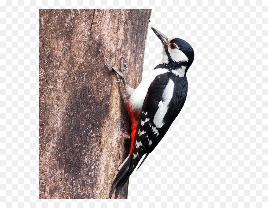дятел，Great Spotted Woodpecker PNG