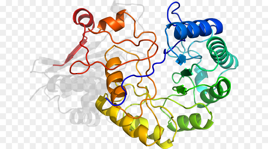 Структура белка，молекула PNG
