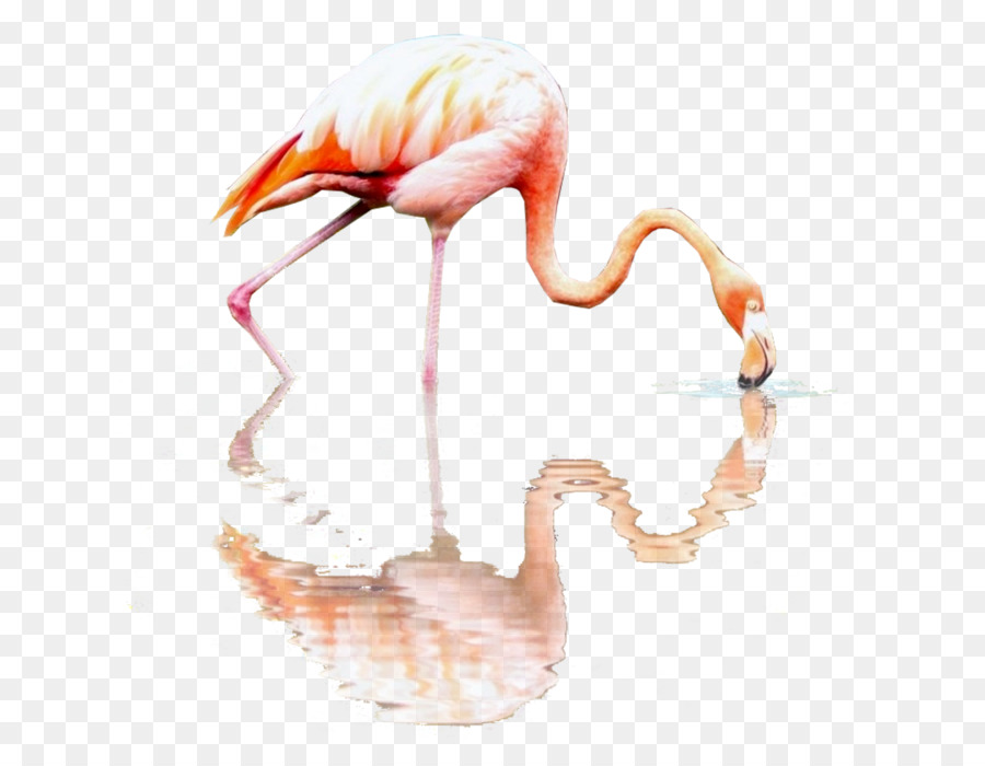 Flamingos，цветовая модель Rgb PNG