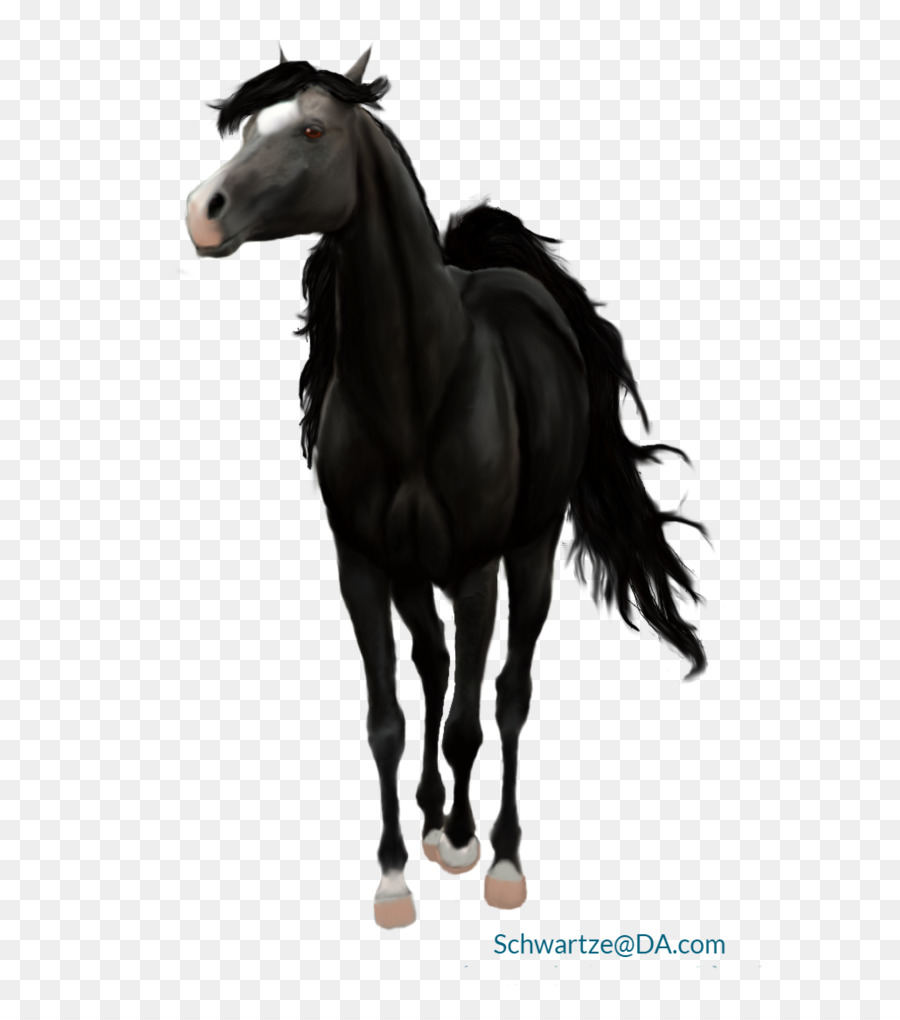 Mustang，Stallion PNG