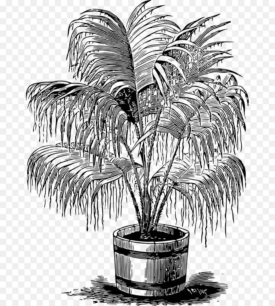рисунок，Arecaceae PNG