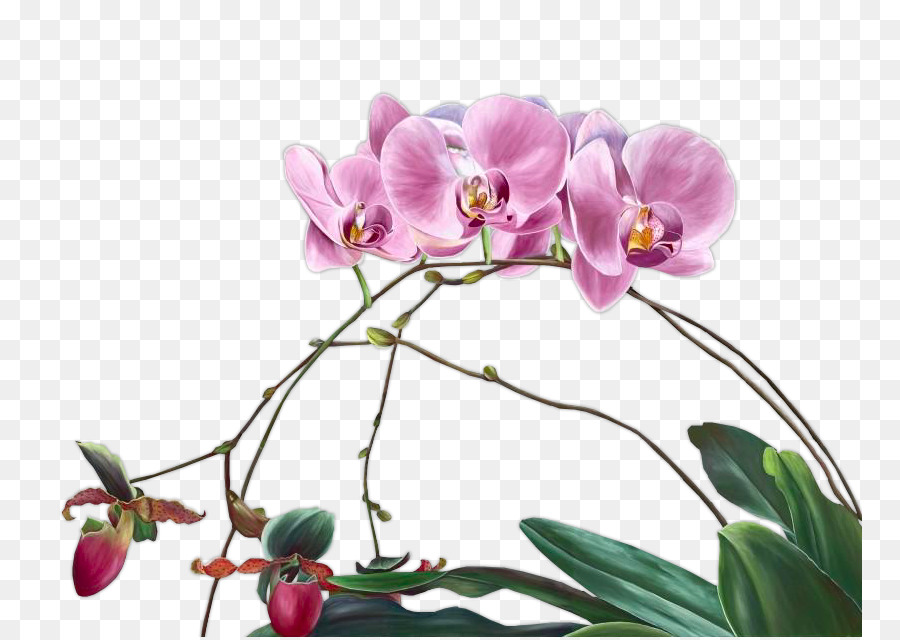 мотылек орхидеи，цветок PNG