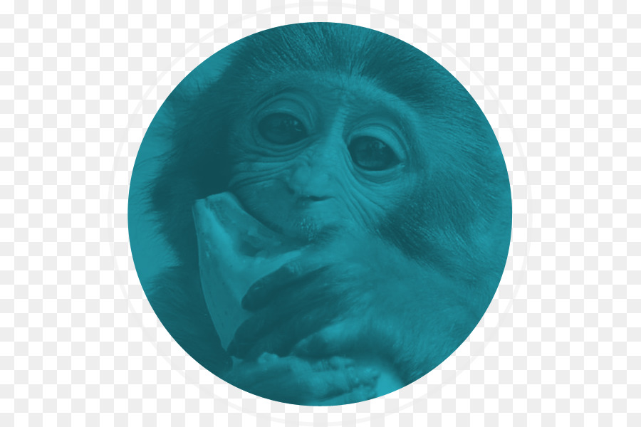 Gorilla，Monkey PNG