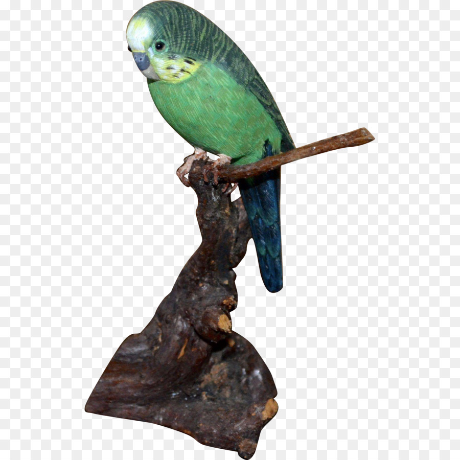 попугай，перо PNG