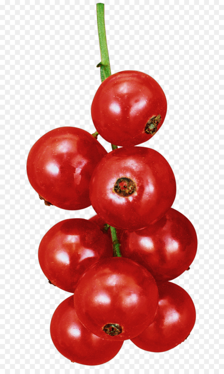 Расскажите детям о садовых ягодах，сливы помидоры PNG