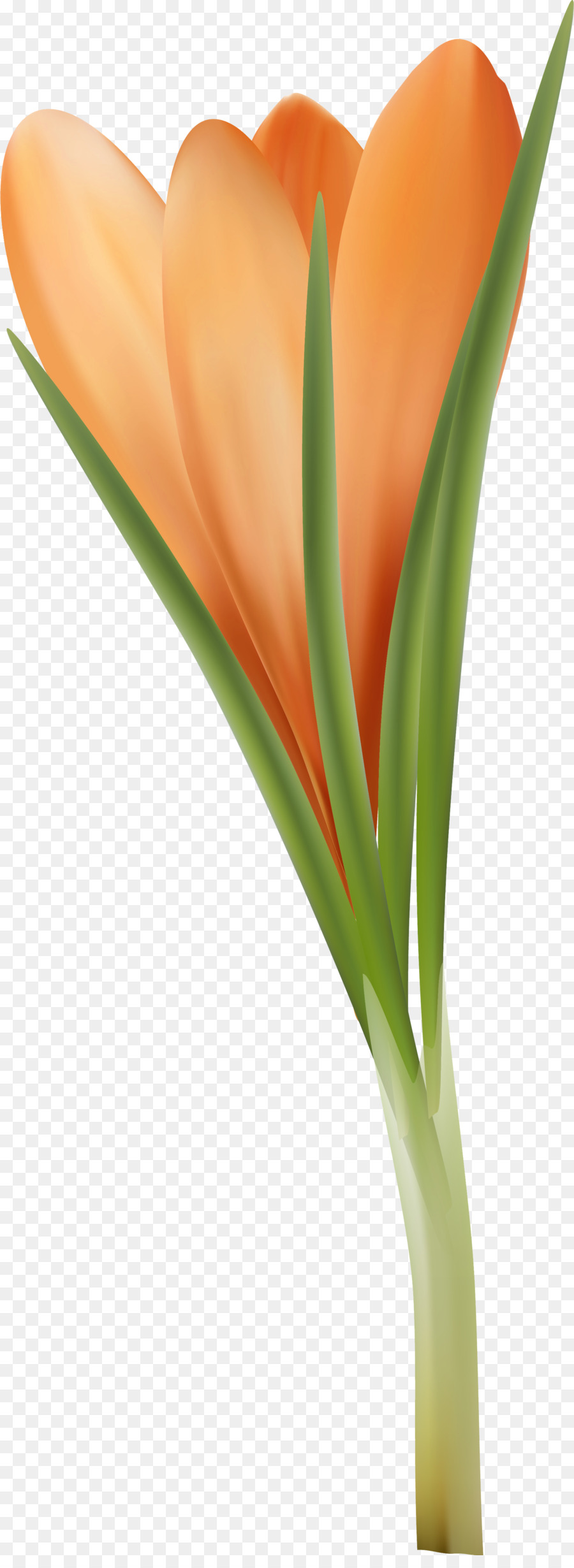 тюльпан，оранжевый PNG