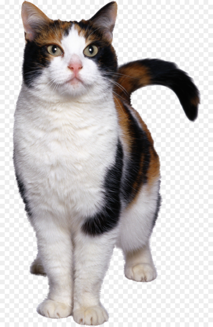 мейн кун，эгейская кошка PNG
