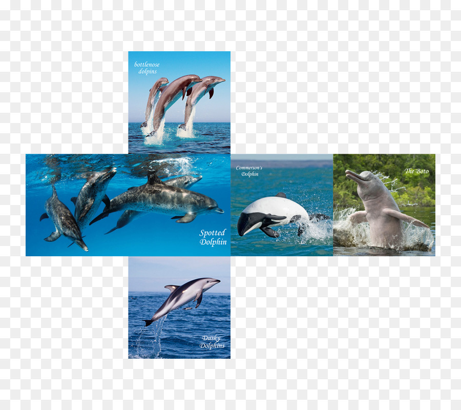 косаткодельфин，пятнистые дельфины PNG